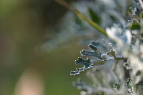 Background with senecio Stock Photos