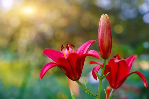 Background with set of lilies. Stock Photos