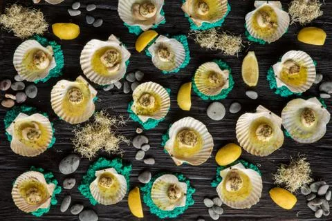 Background of a set of sea scallops Stock Photos