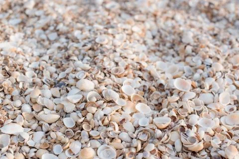 The background of the set of seashells on the beach. Stock Photos