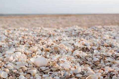 The background of the set of seashells on the beach. Stock Photos