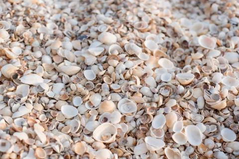 The background of the set of seashells on the beach. Stock Photos