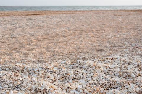 The background of the set of seashells on the beach. Stock Photos