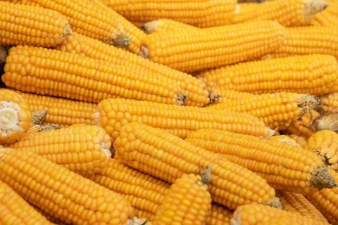 Background with several ripe yellow corn cobs Stock Photos