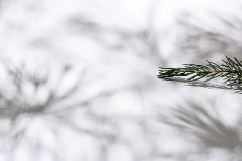 Background Shadow of Christmas tree Stock Photos