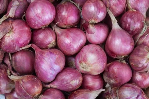 Background of shallots shoot in studio. Stock Photos