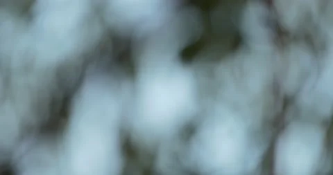 Background. Shapeless colored spots formed by the movement of leaves . Video stock 141207557