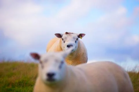 Background sheep high saturation  Stock Photos