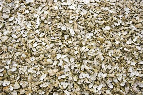 Background of shell background of big group of oyster shells in holland Co... Stock Photos