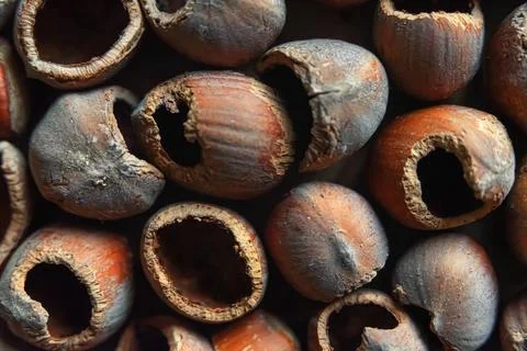 Background from the shell of hazelnut hazelnut - hazelnut. Macro. selective.. Stock Photos
