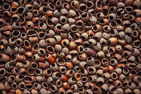 Background from the shell of hazelnut hazelnut - hazelnut. selective focus Stock Photos