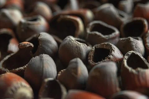 Background from the shell of hazelnut hazelnut - hazelnut. Macro. Sharpness.. Stock Photos