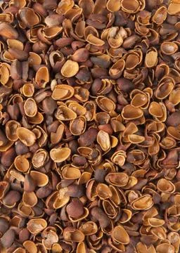 Background of shell of pine nuts Stock Photos