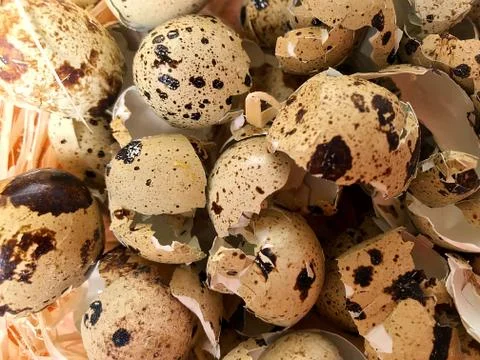 Background - the shell of quail eggs. Stock Photos