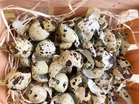 Background - the shell of quail eggs. Stock Photos
