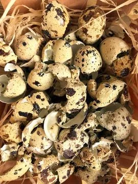 Background - the shell of quail eggs. Stock Photos