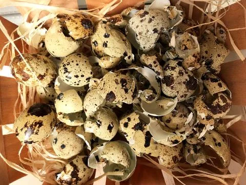 Background - the shell of quail eggs. Stock Photos