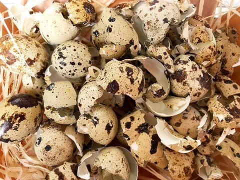Background - the shell of quail eggs. Stock Photos