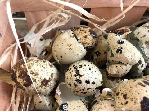 Background - the shell of quail eggs. Stock Photos