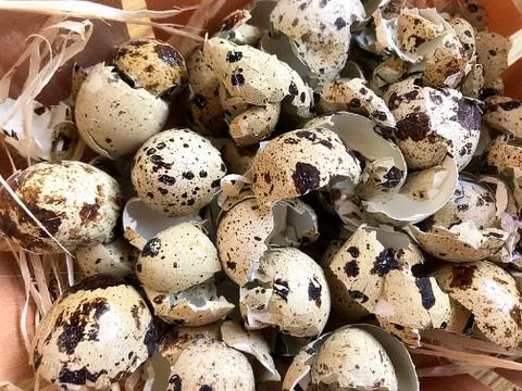 Background - the shell of quail eggs. Stock Photos