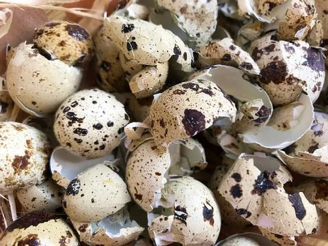 Background - the shell of quail eggs. Stock Photos