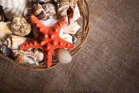 Background with shells and starfish and with blank space for your logo or tex Fotos de archivo
