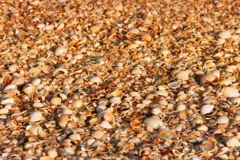 Background from shells. Beautiful summer background. Sea Stock Photos