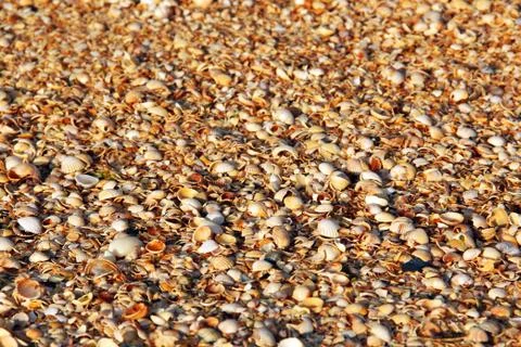 Background from shells. Beautiful summer background. Sea Stockfoto's