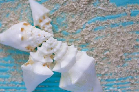 Background of the Shells. Copy Space. Marine Concept Foto stock