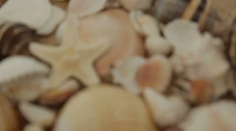 Background of shells Stock-Footage 61665035