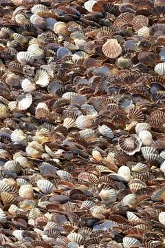 Background shells of Pecten Stock Photos