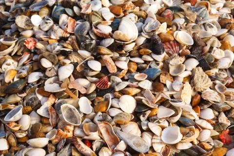 Background of shells Stock Photos