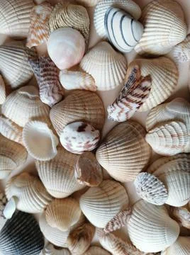 Background with shells Stock Photos