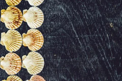 Background of shells of scallops on an old wooden background. Sea concept 写真素材