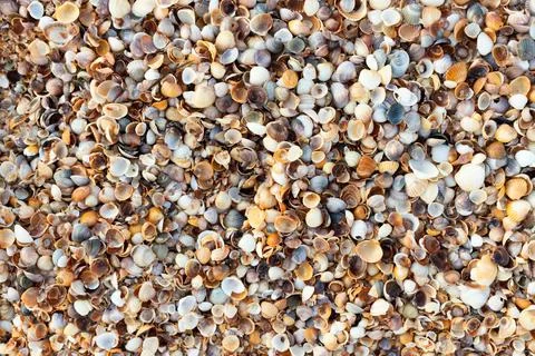 A background of shells on a seashell beach. A Stock Photos