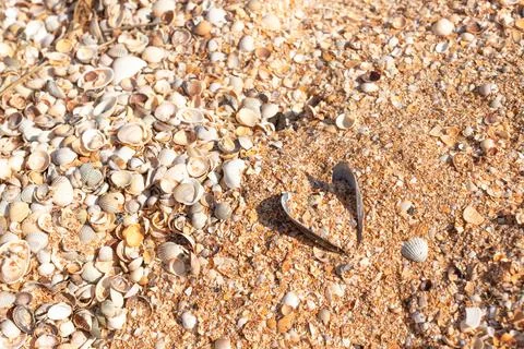 A background of shells on a seashell beach. A Stock Photos