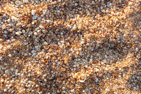A background of shells on a seashell beach. A Stock Photos