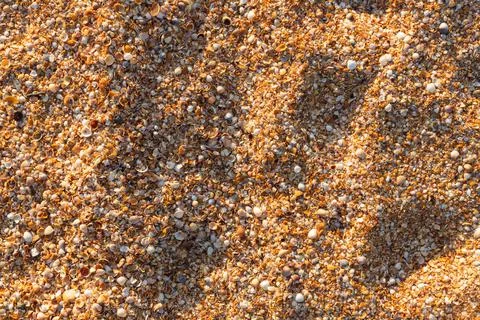A background of shells on a seashell beach. A Stock Photos