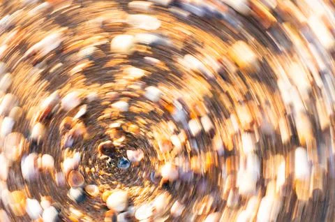 A background of shells on a seashell beach. A Stock Photos
