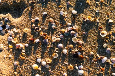 A background of shells on a seashell beach. A Stock Photos