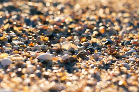 A background of shells on a seashell beach. A Stock Photos