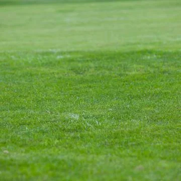 Background of short green grass Stock Photos
