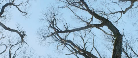 Background shot of bare branches and lifeless trees in winter forest or park Stock Footage 120302716