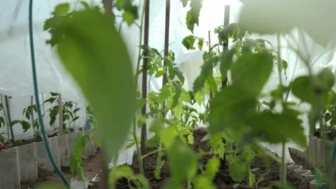 Background shot of freshly planted pepper and tomato seedlings in a greenhouse Stock Footage 239193641