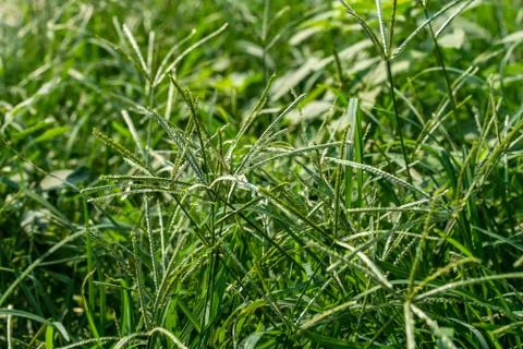 Background shot of healthy green grass Stock Photos