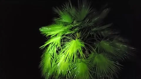 Background shot of palmetto tree during Hurricane Ian in Florida. Stock Footage 219372664
