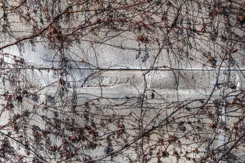 The background shows a wall covered with a withered climbing plant 스톡 사진