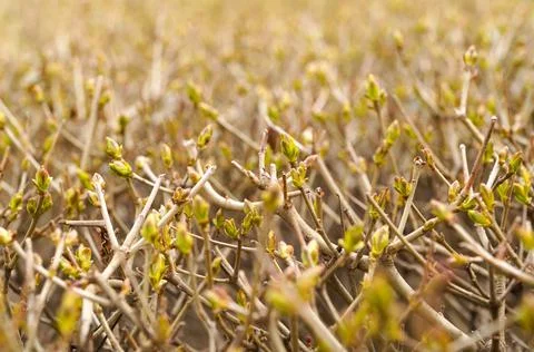 Background of shrub branches with closed buds. Stock Photos