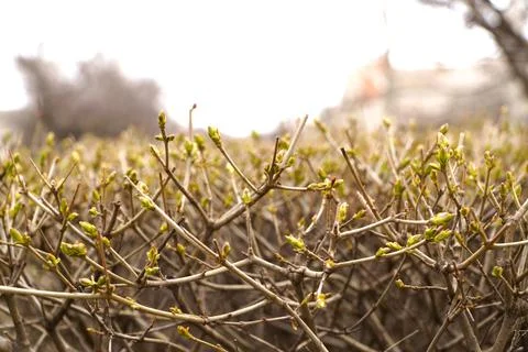 Background of shrub branches with closed buds. Stock Photos