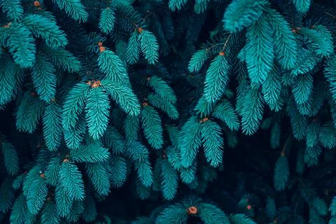 Background Silver blue spruce pine texture. Plants texture for designers. Pla Stock Photos